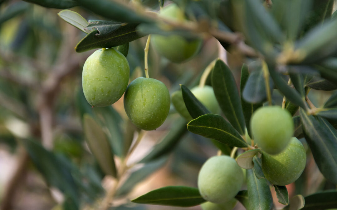 The One Small Change for Big Health Wins: Extra‑Virgin Olive Oil (EVOO)